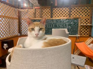 猫たちの暮らす空間でのんびりまったり