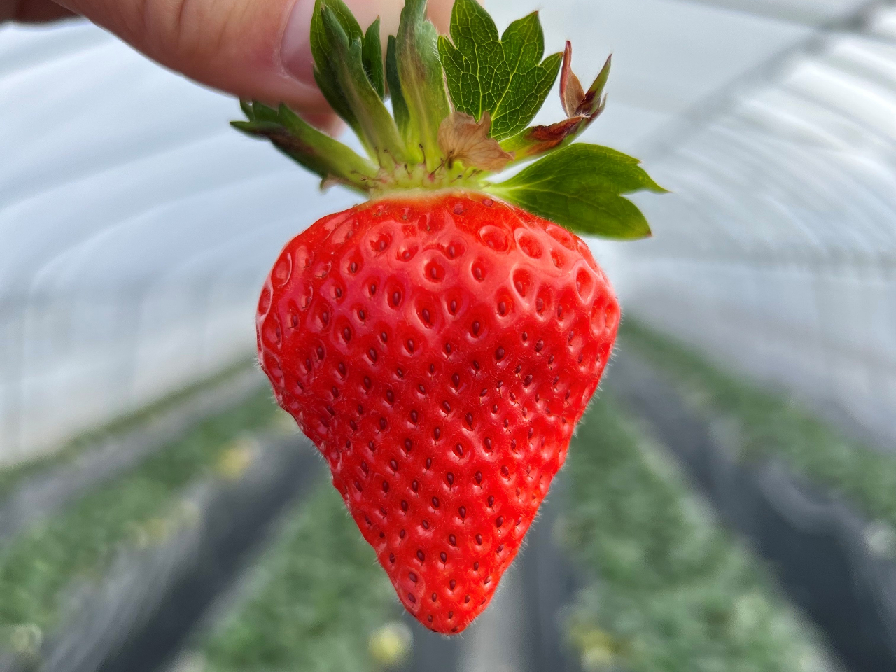 ファミリーにおすすめ Shokuro ショークロ の 学べる いちご 越後姫 の摘み取り体験 いちごのレクチャー 摘み取り 試食付き Shokuro じゃらん遊び体験