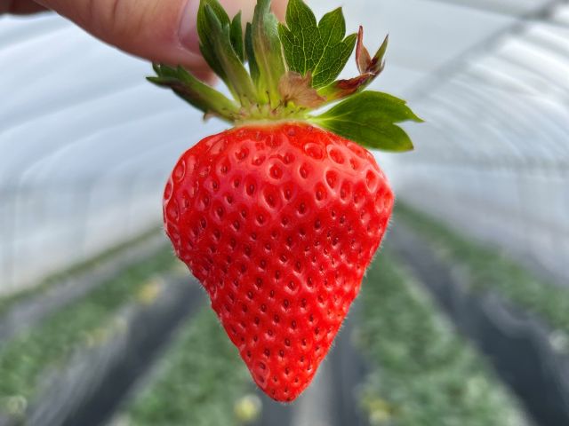 ファミリーにおすすめ Shokuro ショークロ の 学べる いちご 越後姫 の摘み取り体験 いちごのレクチャー 摘み取り 試食付き Shokuro じゃらん遊び体験 ファミリーにおすすめ Shokuro ショークロ の 学べる いちご 越後姫 の摘み取り体験 いちごのレクチャー 摘み取り 試食付き Shokuro じゃらん遊び体験