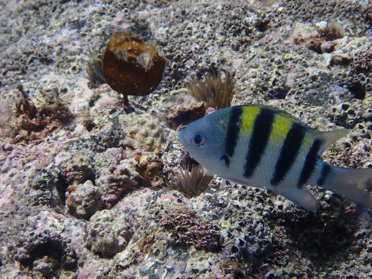 �I���r�b�`��