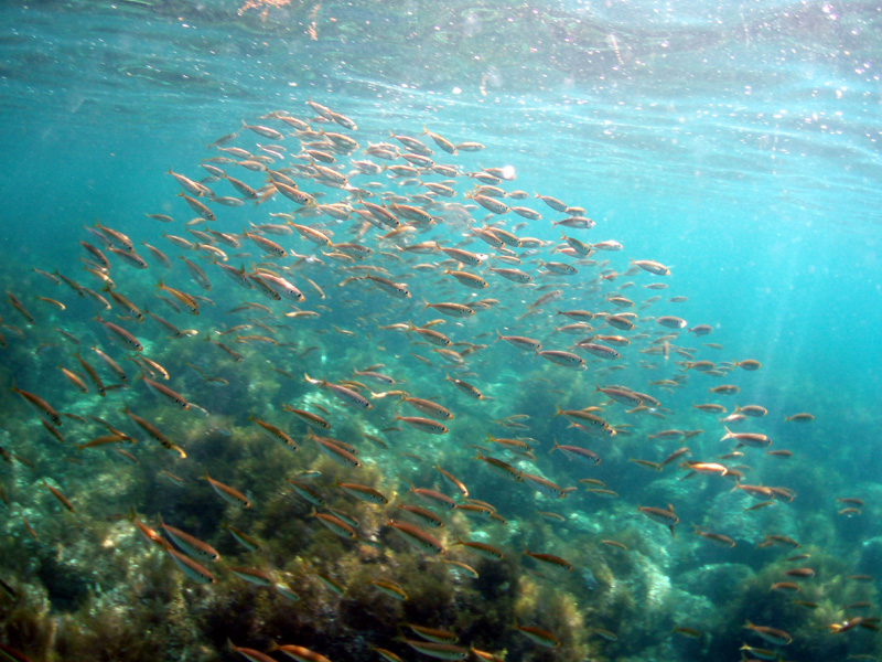 �A�W�̌Q��