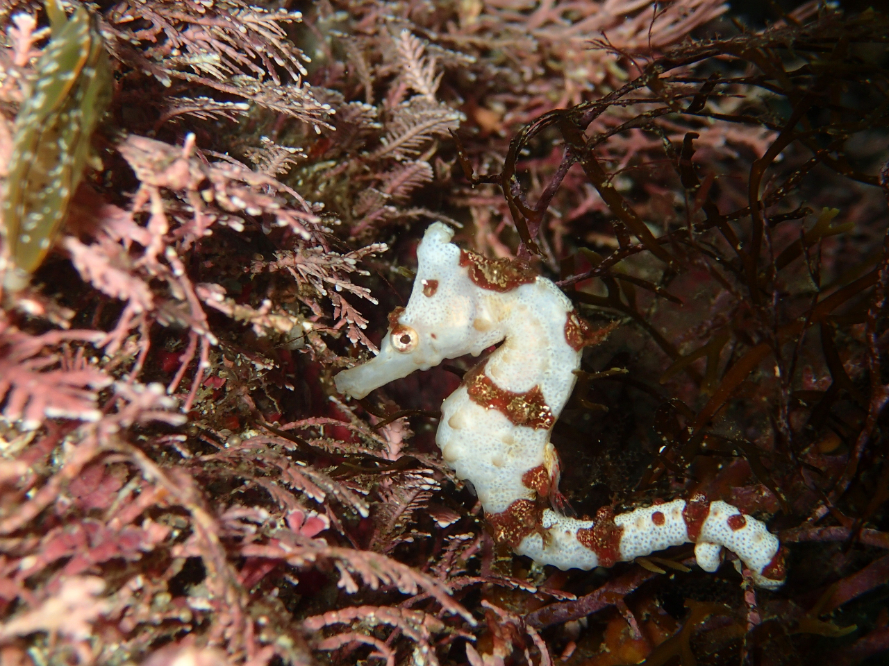 �^�c�m�I�g�V�S���݂��邱�Ƃ�