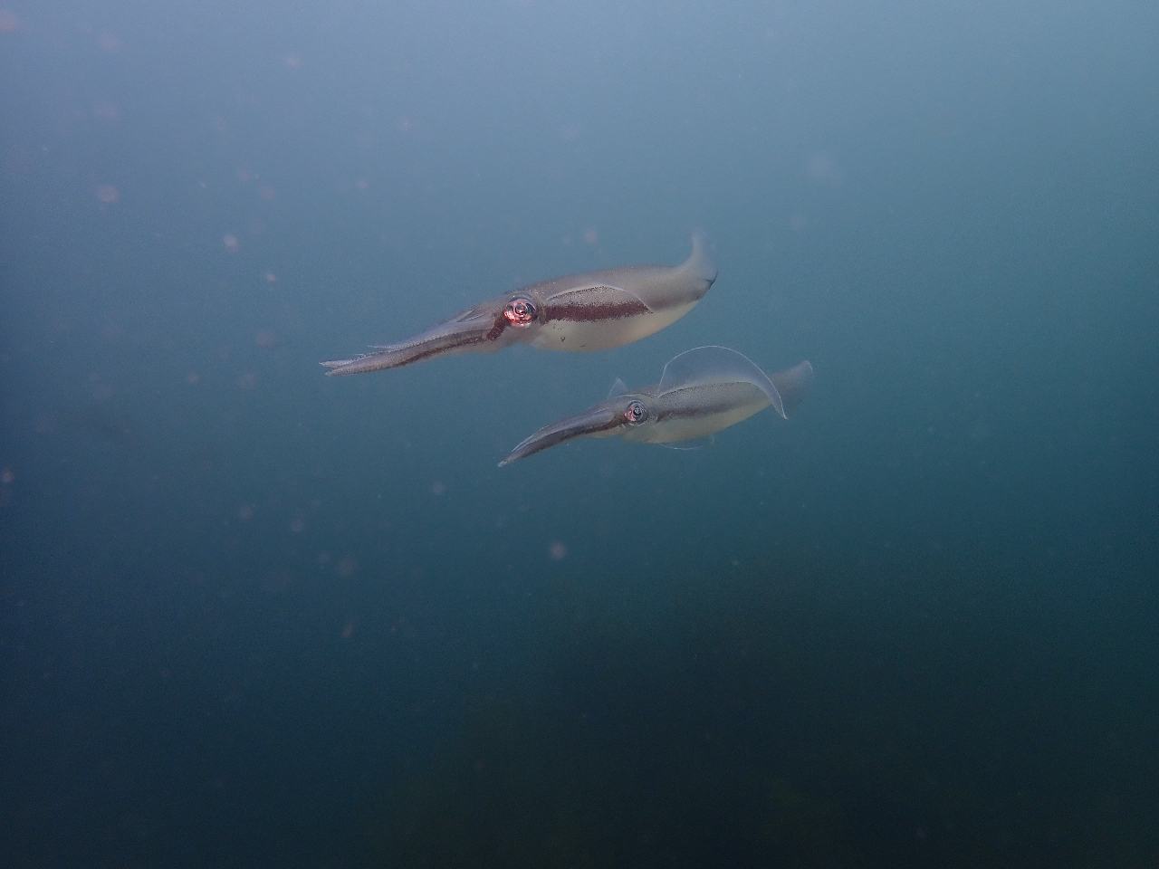 �A�I���C�J