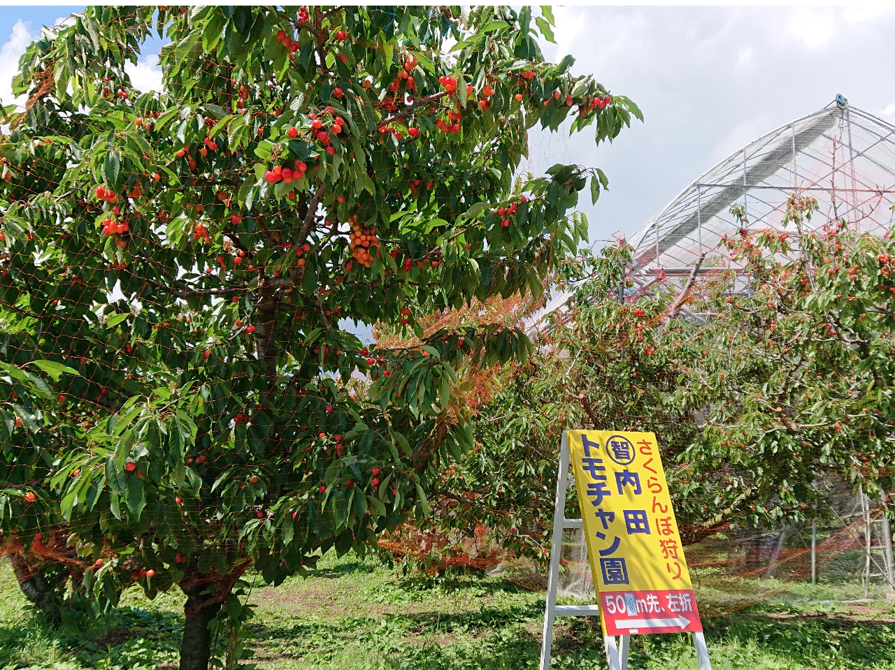 さくらんぼ狩り40分間プラン彡 トモチャン園 じゃらん遊び体験