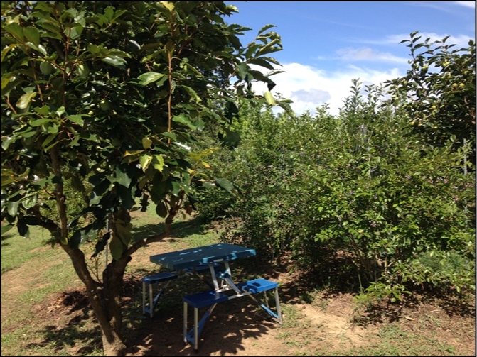 Blue Berry�@�͂��1�����@2006�N�A���t��,���r�b�g�A�C�n�e�B�t�u��-�z�[���x���A�Ȃ�