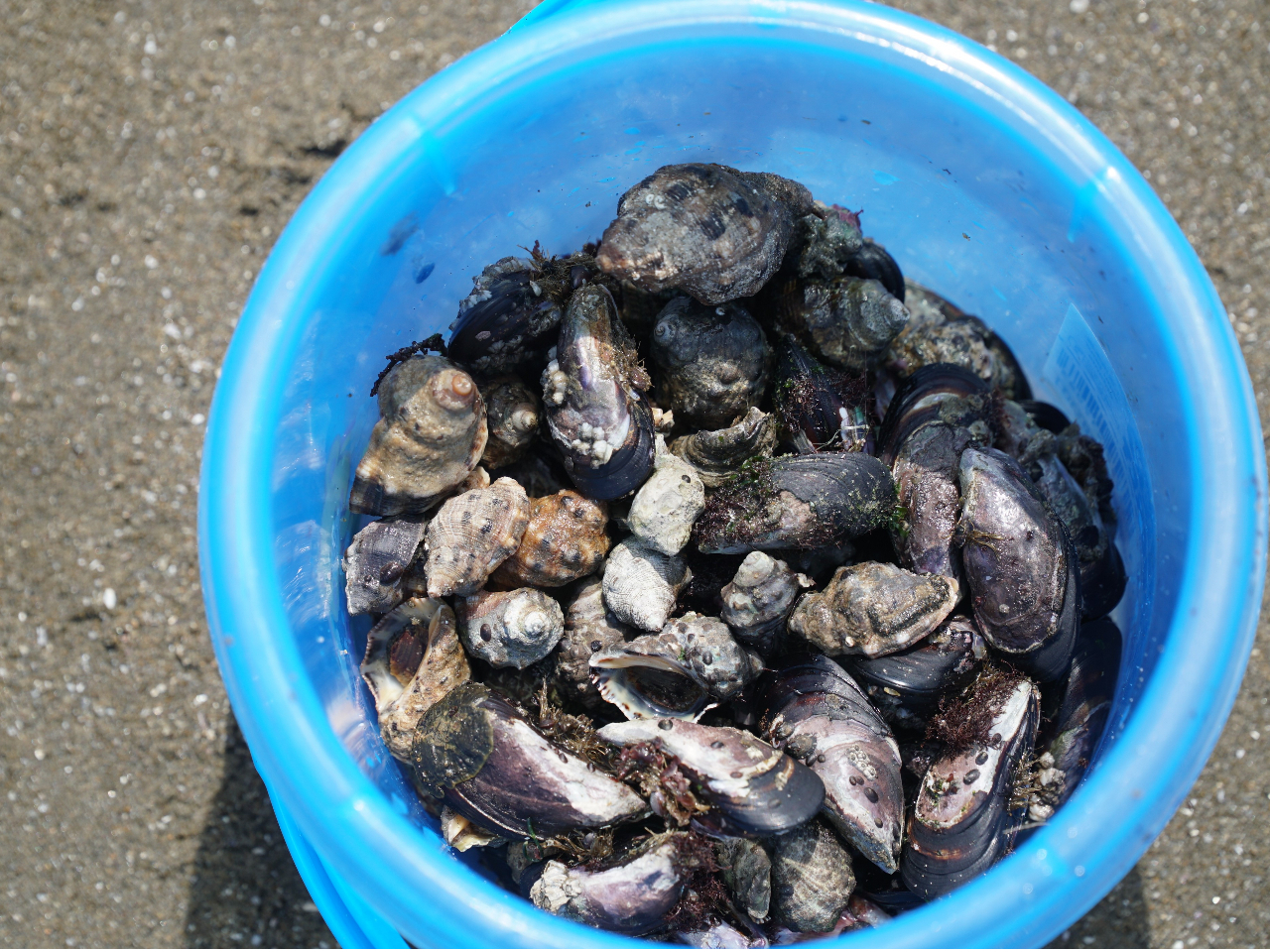 大量の貝をそのままBBQに♪