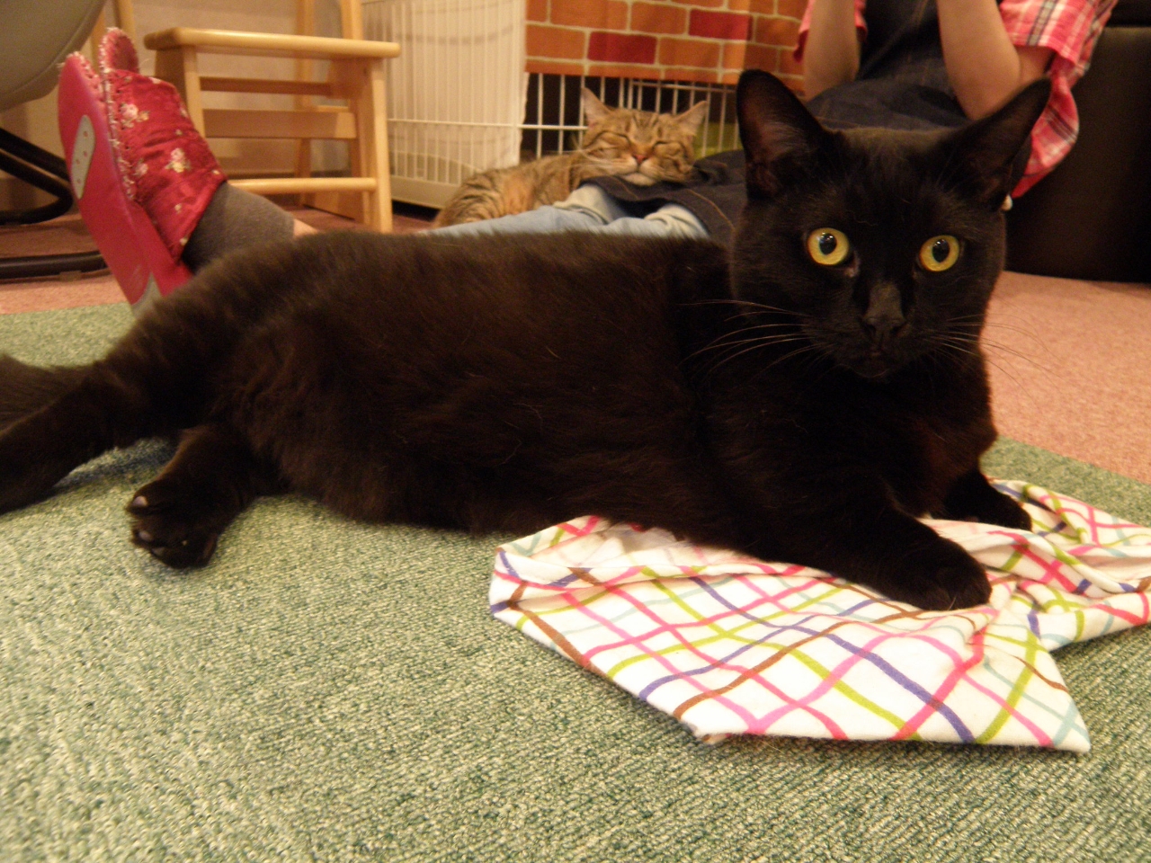 マンチカンのあんこちゃん♪