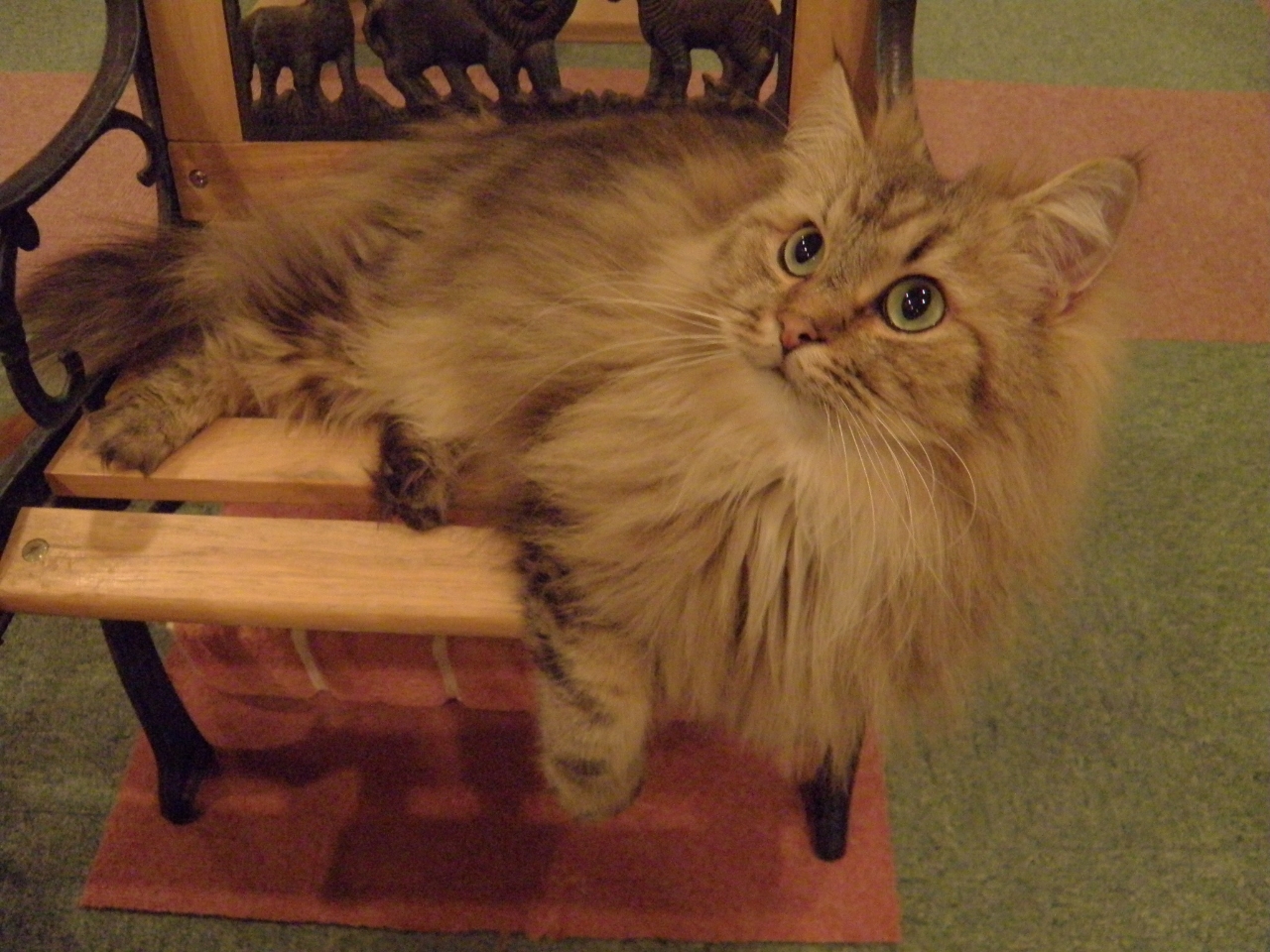 足長マンチカンの旬くん♪