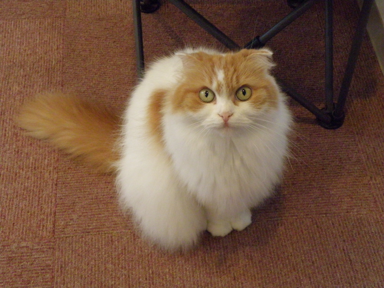 スコティッシュフォールドの愛(まな)ちゃん♪