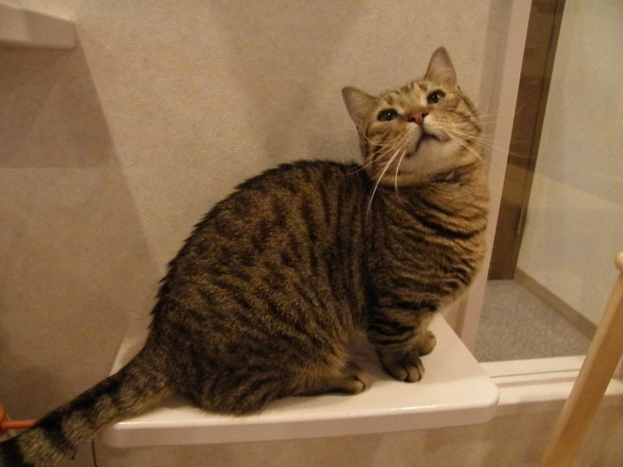 マンチカンの茶ごまくん♪