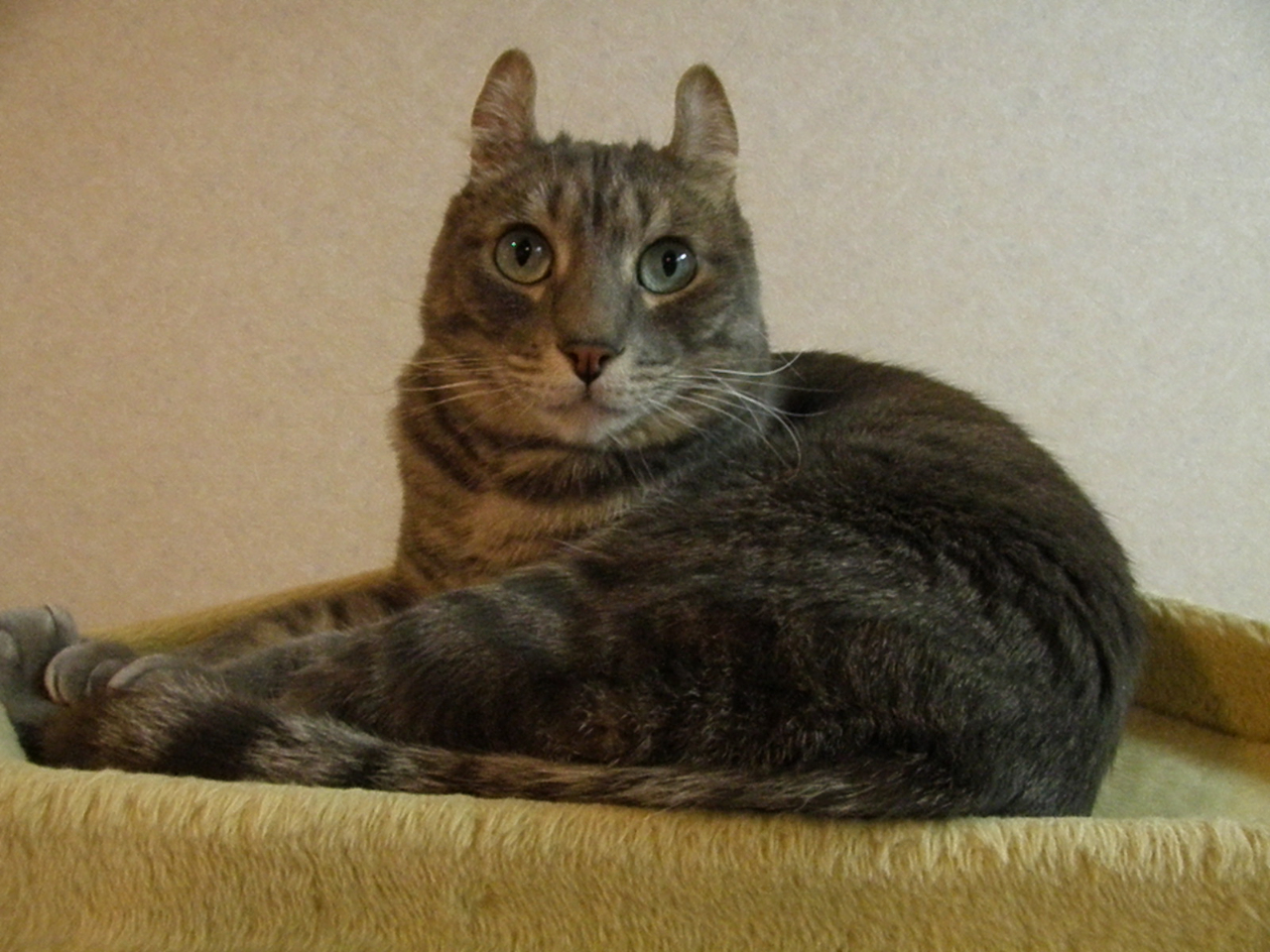 アメリカンカールのカールくん♪