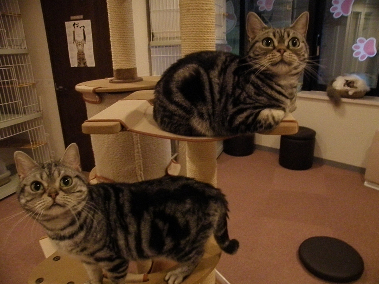 アメリカンショートヘアのマオちゃんとミオちゃん♪