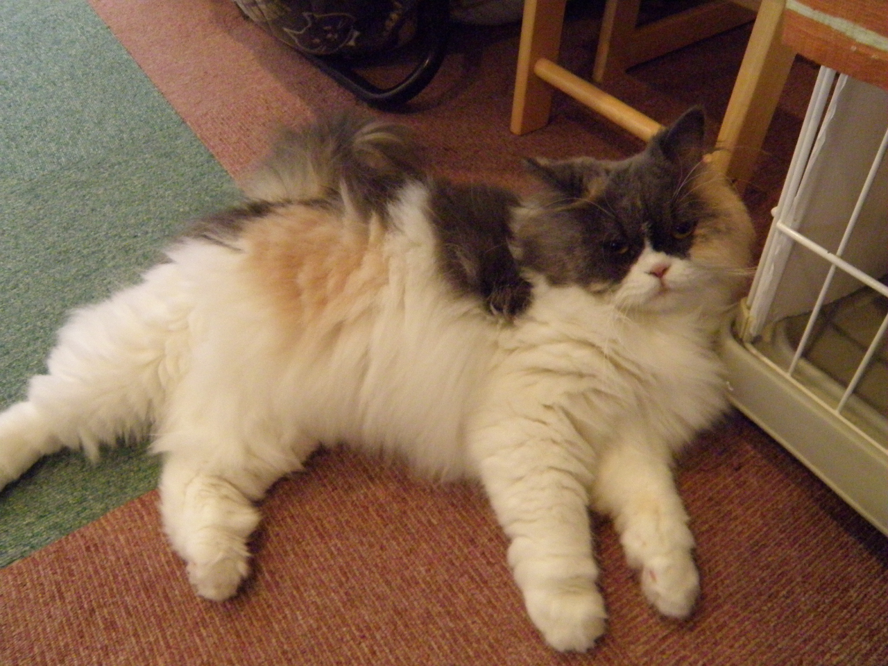 スコティッシュストレートのそら豆ちゃん♪