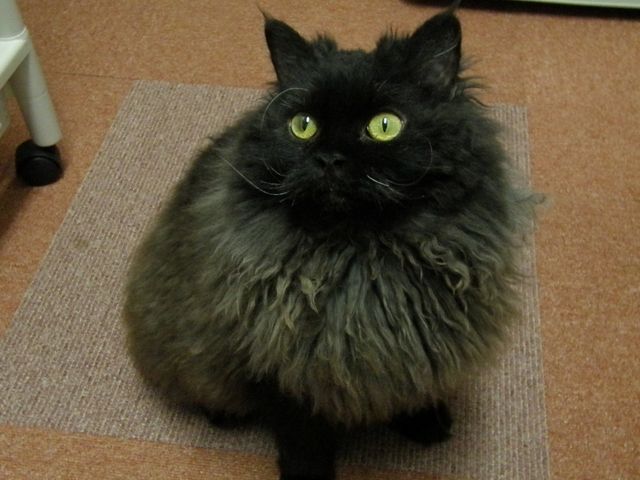 セルカークレックスのアトムくん♪