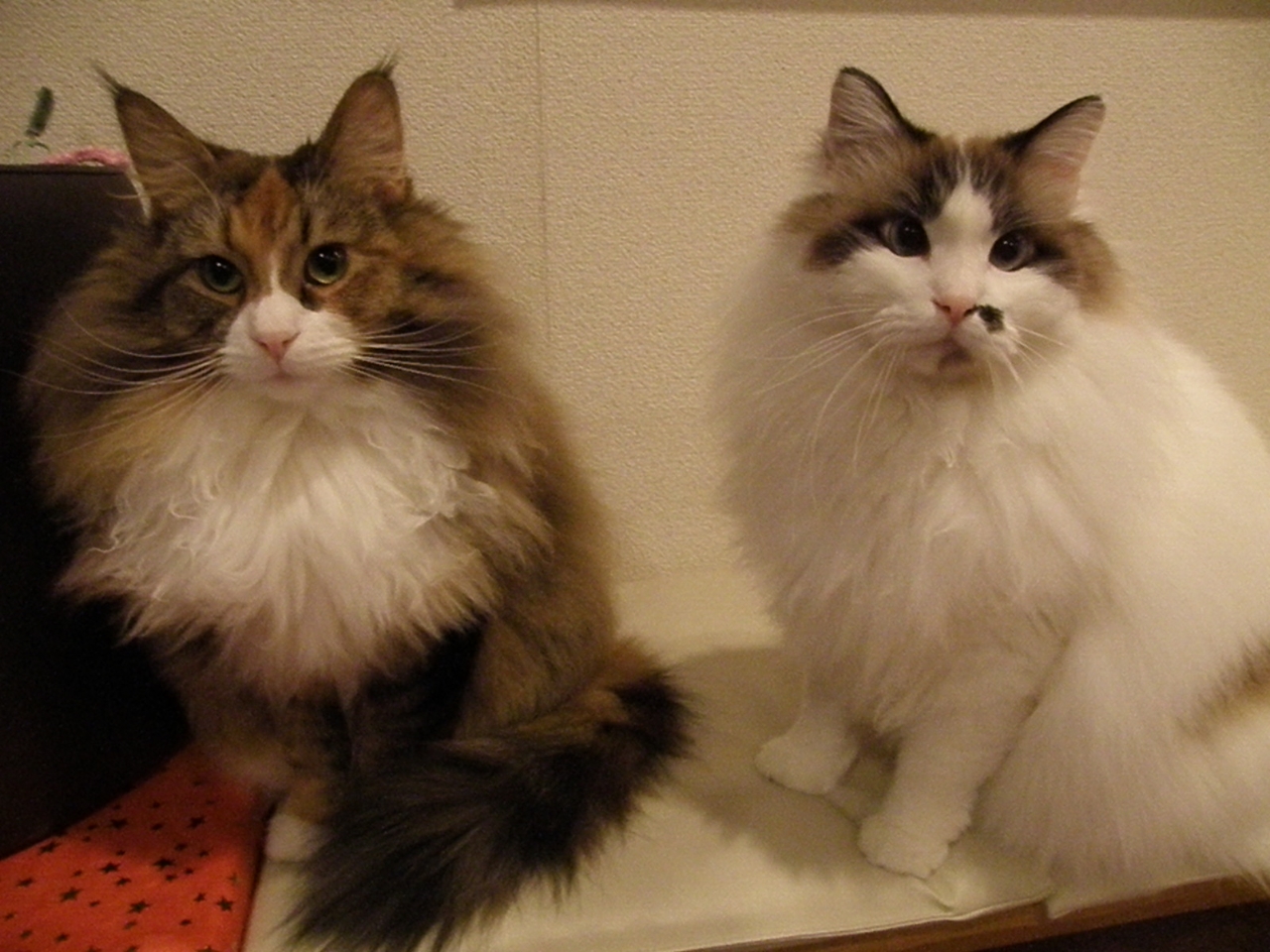 ノルウェージャンフォレストキャットのキティちゃんとラグドールのきなこ♪