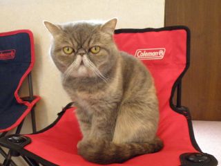 エキゾチックショートヘアの葵ちゃん♪