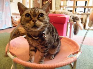 アメリカンショートヘアのマオちゃん♪