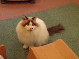 ラグドールのきなこちゃん♪