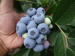 皮が薄く種が口に残らないハイブッシュ系ブルーベリー。大粒生産に心掛けてます。