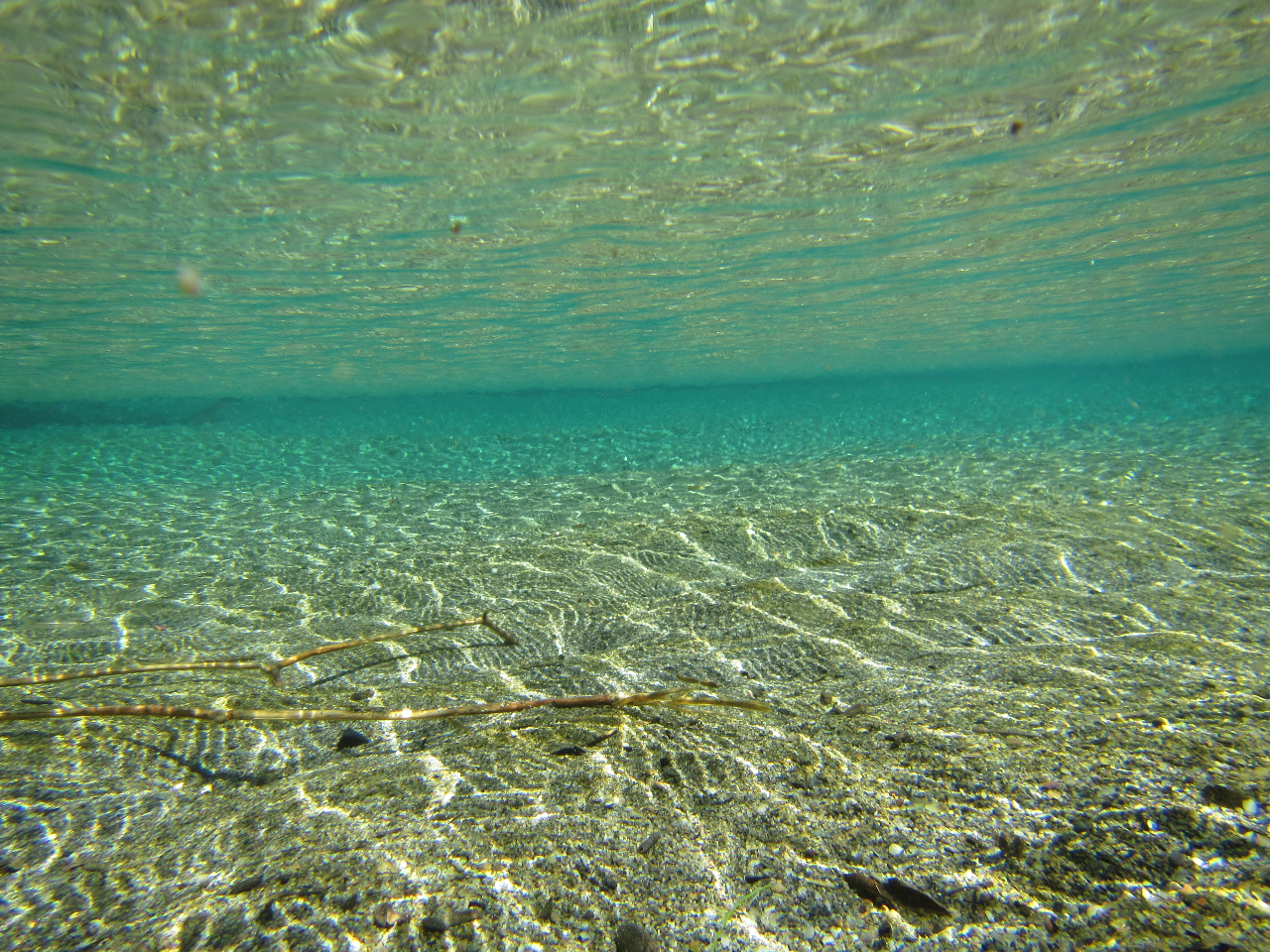 �����ʂ����m���u���[�����킦�܂�