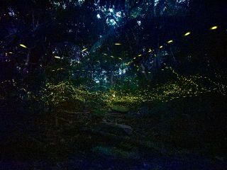幻想的なヤエヤマヒメボタルを秘密の場所で鑑賞しよう!