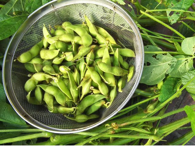 約1株分の量です。実だけで300g〜500g