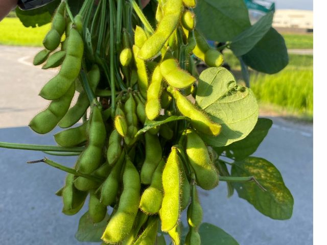 ぷくぷくしてます。