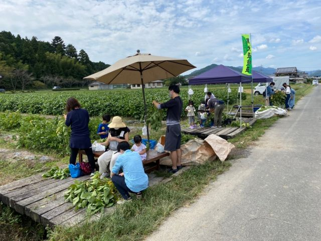 自分で選んだ枝豆を枝から外す作業中、意外と無心になれて楽しいと常連さんは、言ってます。