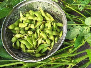 約1株分の量です。実だけで300g〜500g