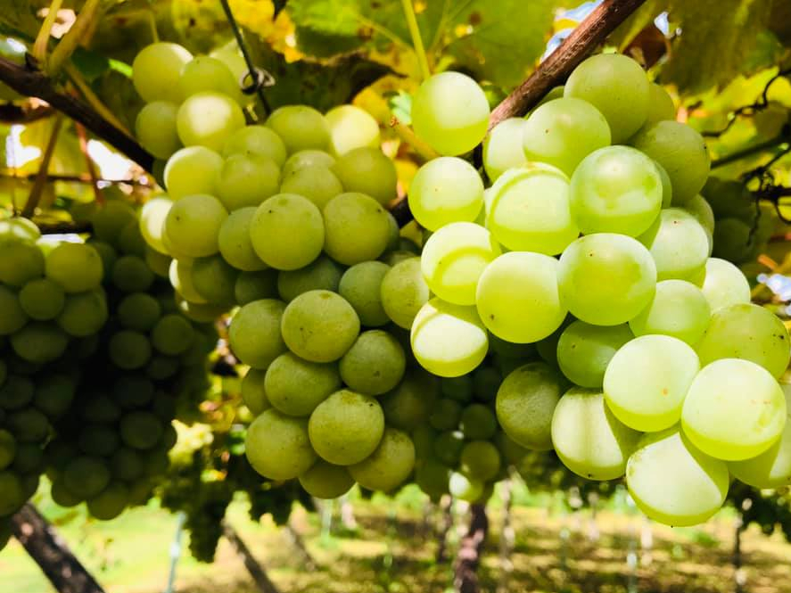 北海道 仁木町 大人気 秋の果物なんでも狩り ファミリー カップル 女性におすすめ フルーツショップ 妹尾観光農園 じゃらん遊び体験