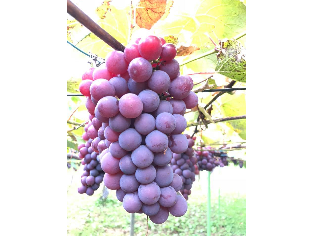 北海道 仁木町 大人気 秋の果物なんでも狩り ファミリー カップル 女性におすすめ フルーツショップ 妹尾観光農園 じゃらん遊び体験