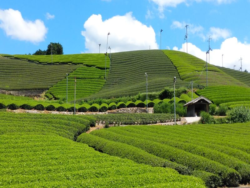 五感でお茶を堪能＼宇治茶の郷で茶畑ウォーキング＆和束茶でほっこり