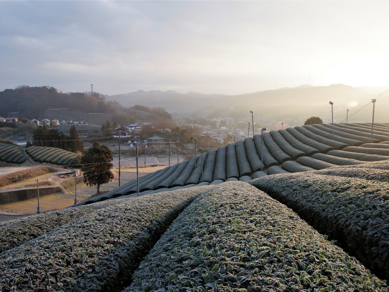 「茶畑トレイル&選べる和束ティーリトリート/冬のプライベート旅」