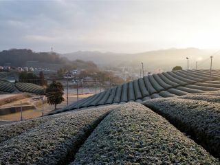 冬の茶畑景観