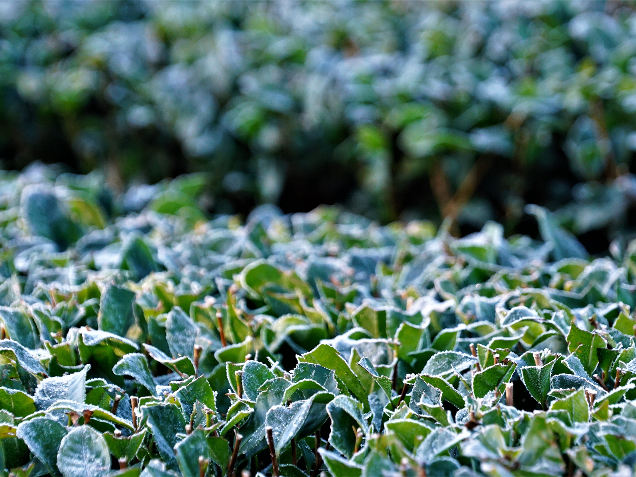 ���̍~�肽����