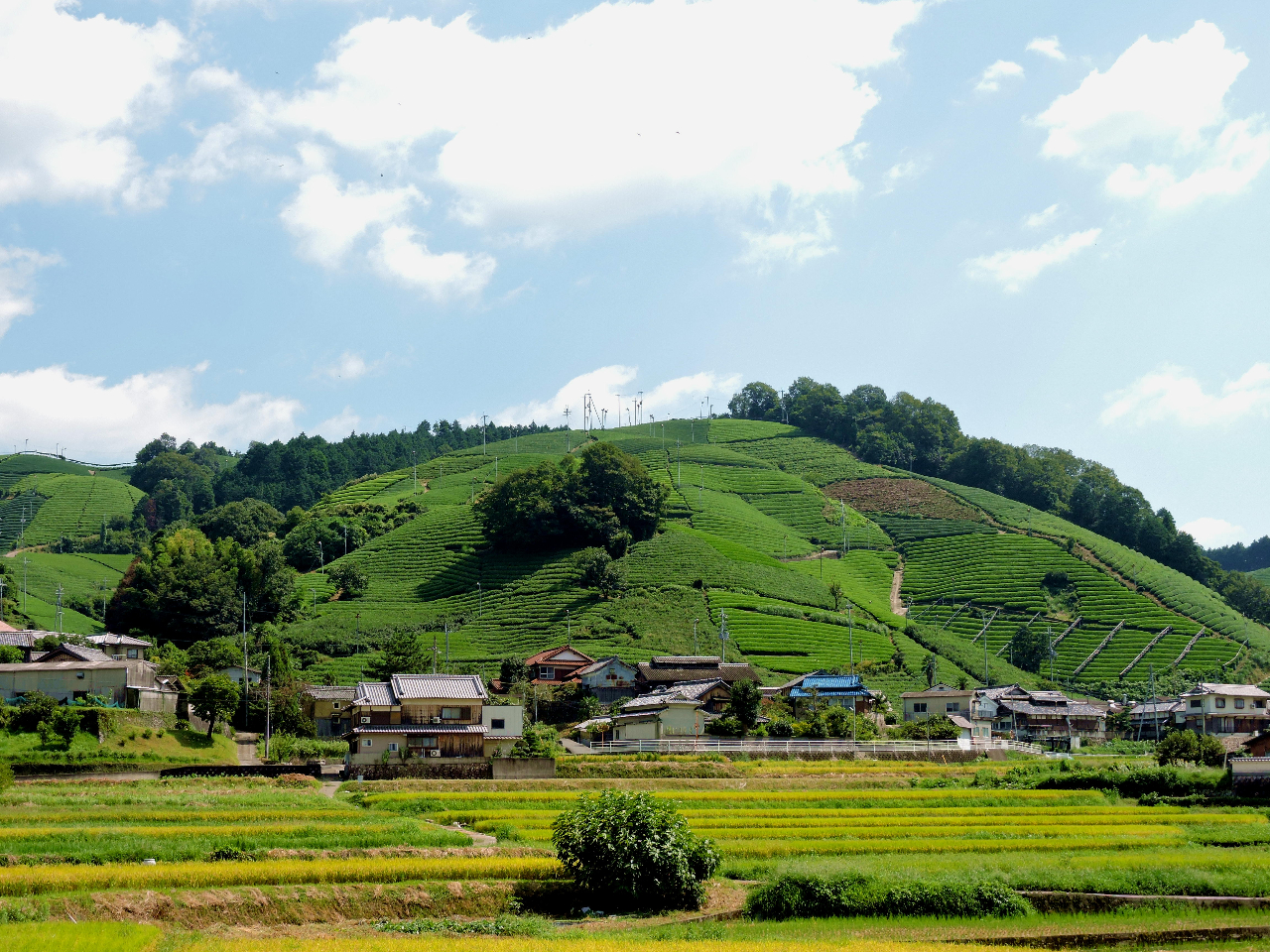 ���˂̒����i���s�i�ώ��Y��ꍆ�j