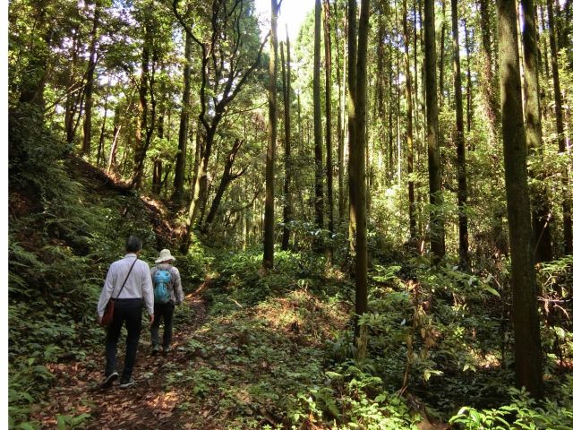 昔の参拝道「鹿野山古道」を歩いて神野寺に向かいます。昔の人たちが歩いた道と同じ場所で森の神聖さを感じます。