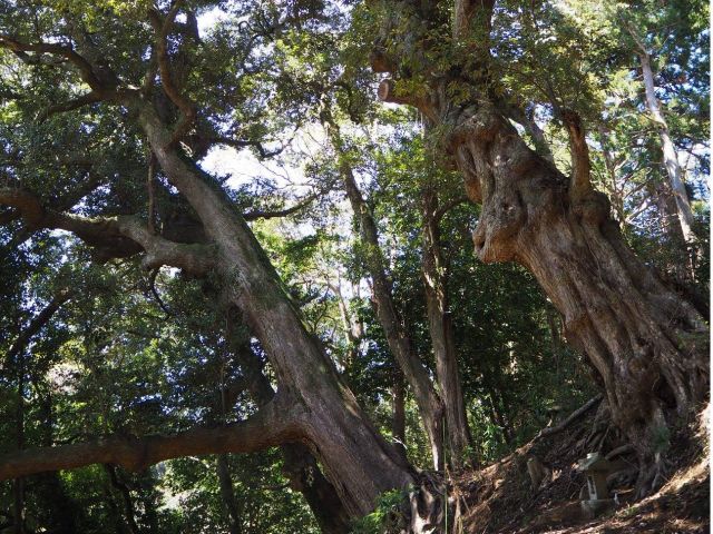 巨木ゾーンを通り抜けて昔の参拝道を歩いて行きます。