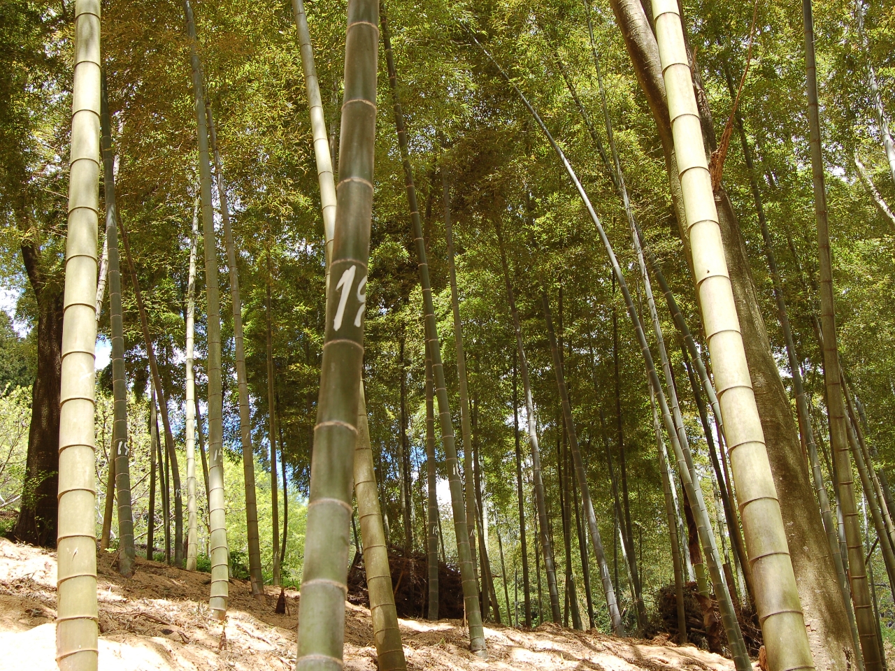 �_���ɂ���|��