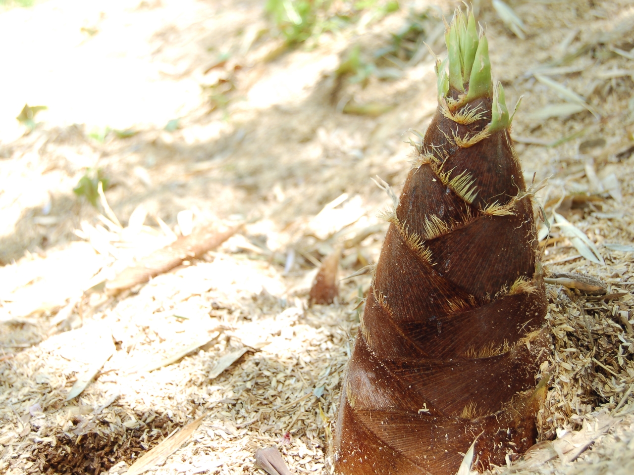 �����{�̂����̂�1kg�������A��ł��܂���