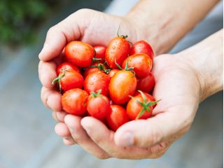 糖度8%!”甘い”トマトをお楽しみ下さい