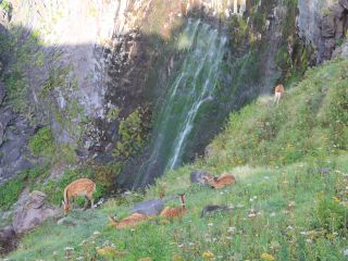 100m以上の断崖からオホーツク海に流れ落ちる「フレペの滝」とエゾシカ