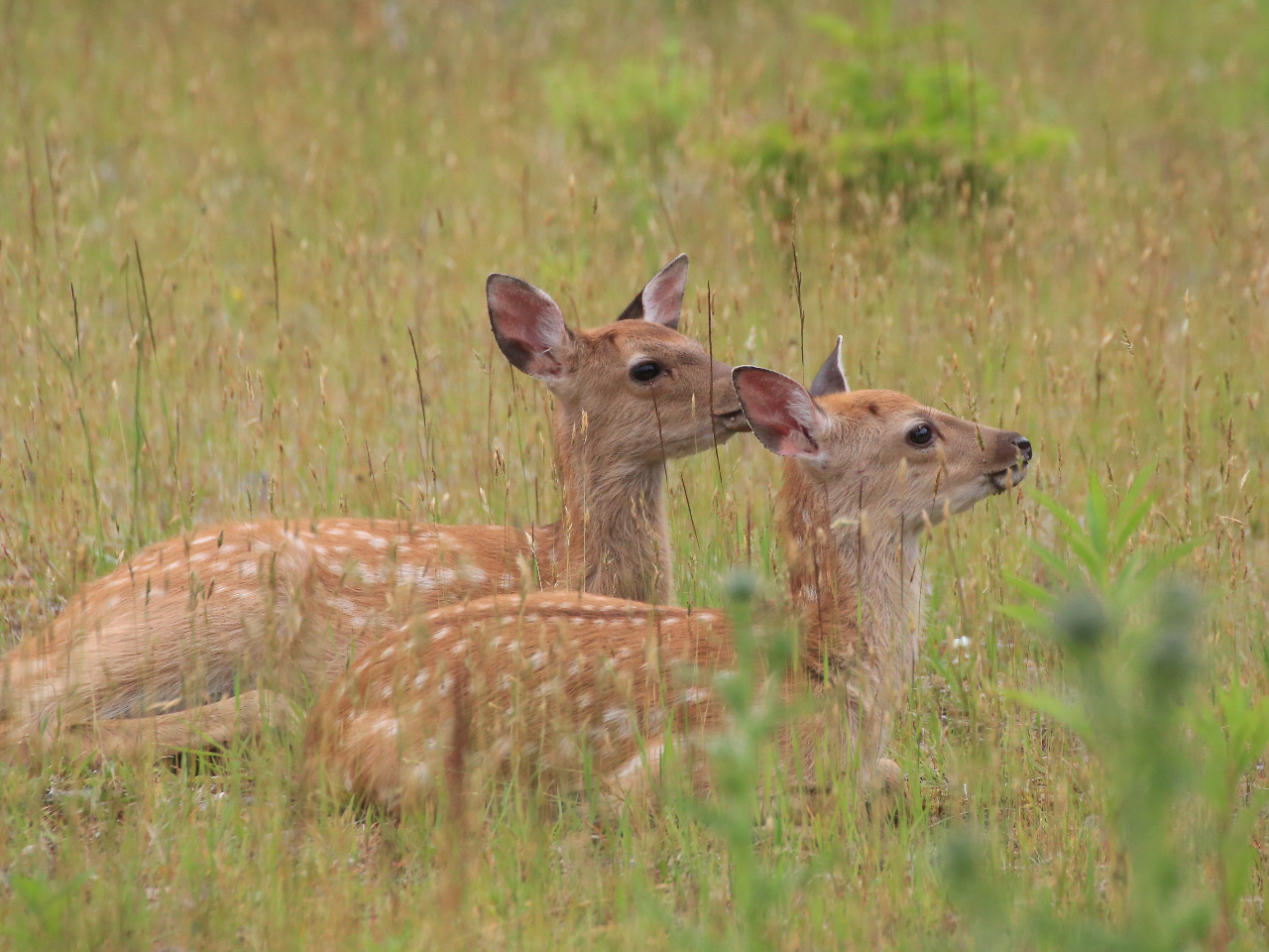 草原で休むエゾシカの姿が見られることも多い