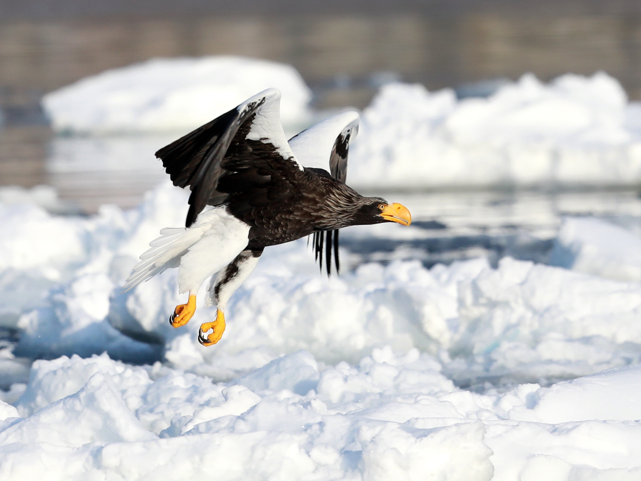 オオワシ・オジロワシ&野生動物ウォッチングツアー