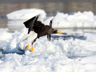 流氷の上を飛ぶオオワシ
