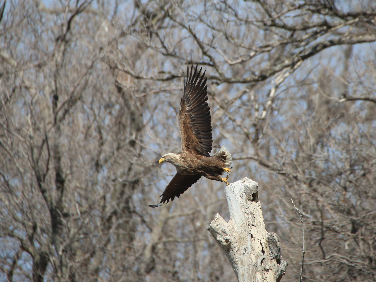 飛び立つオジロワシ