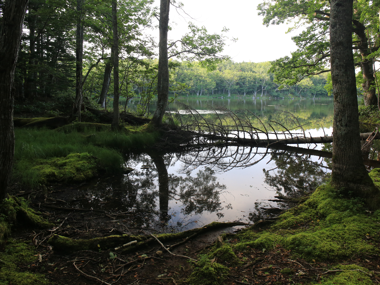 13L̑僋[vR[XU􂵂܂