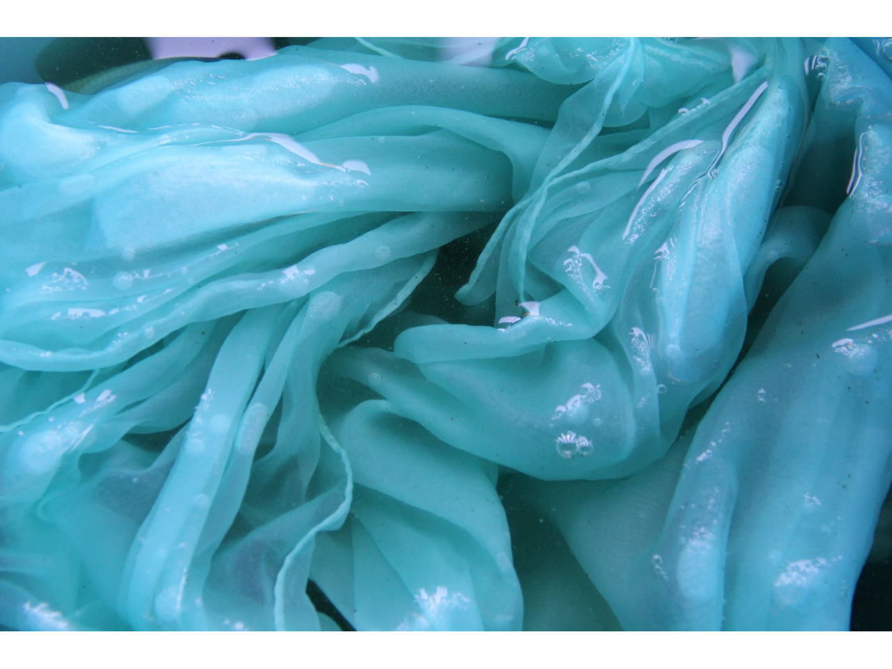 7月から9月まで たで藍の生葉染め