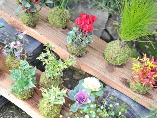 当日、お好みの植物をお選びいただき、世界にひとつだけの苔玉を作ります。季節や仕入状況により、植物は異なりますのでご了承ください。