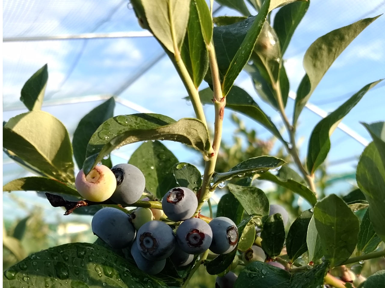 ���z�̌��������Ղ藁�т� �嗱�ŊÁ`���u���[�x���[�������オ���